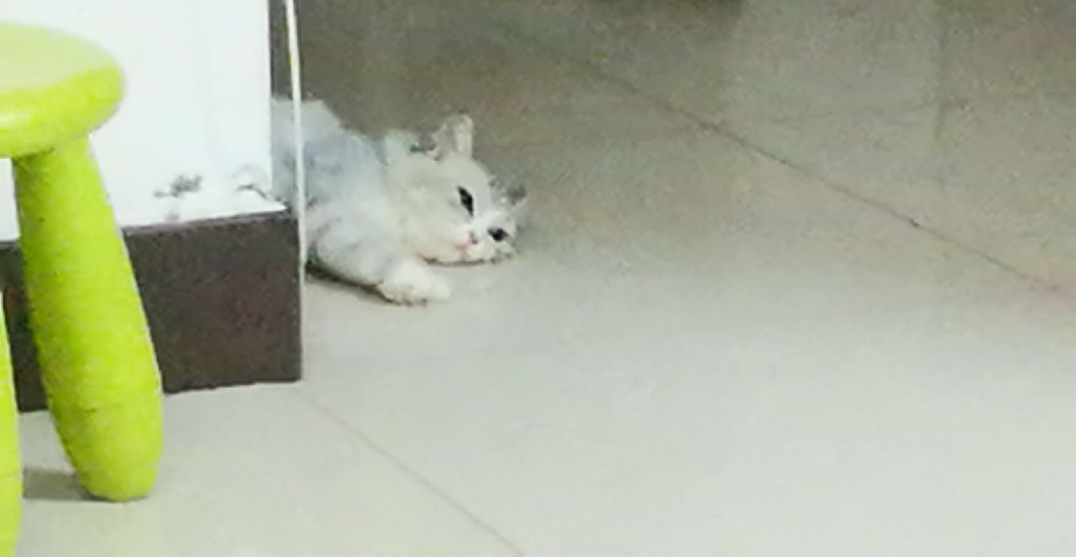 猫图片|宠物猫|猫咪|