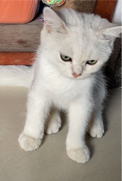 猫图片|宠物猫|猫咪|