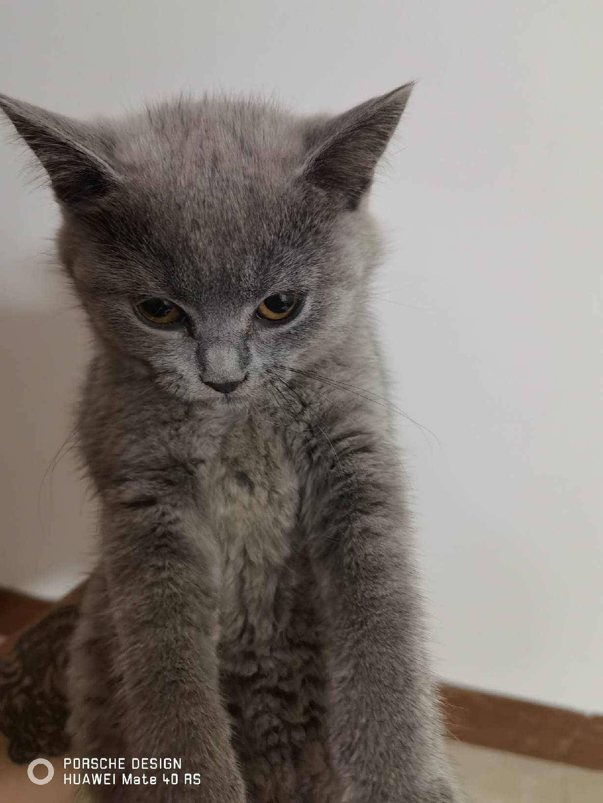 猫图片|宠物猫|猫咪|