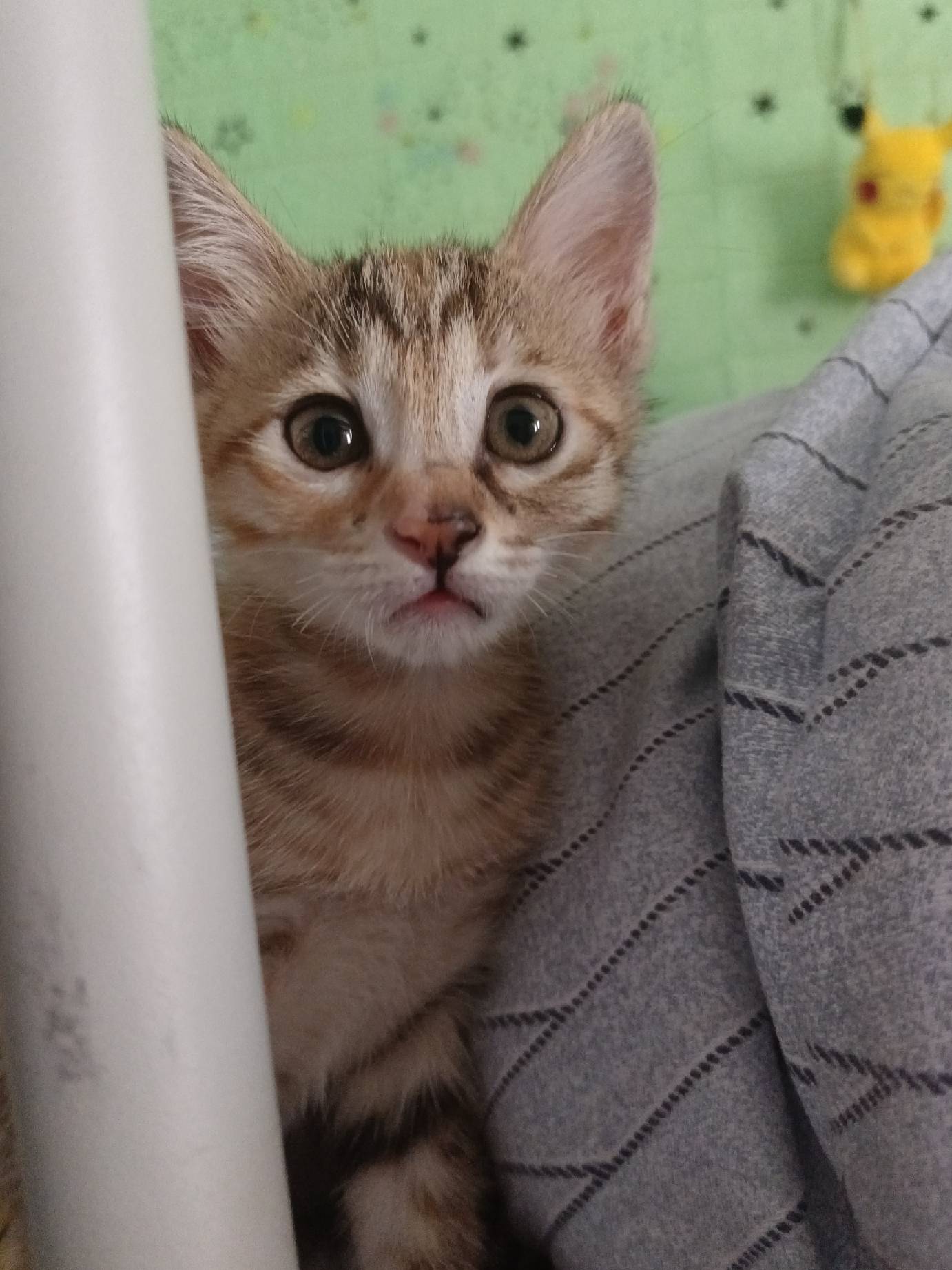 猫图片|宠物猫|猫咪|