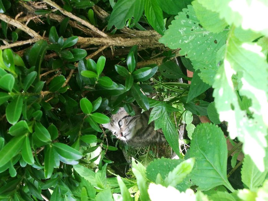 猫图片|宠物猫|猫咪|