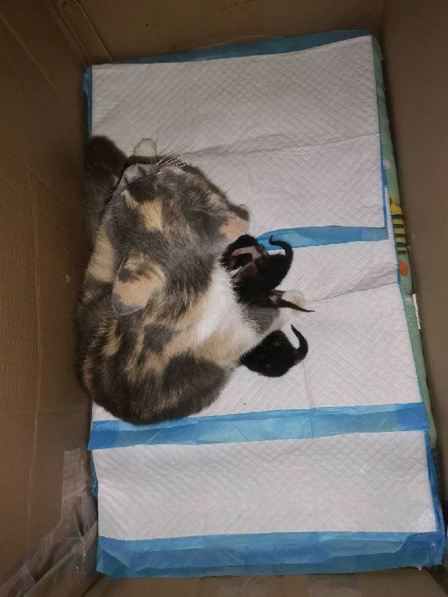 猫图片|宠物猫|猫咪|