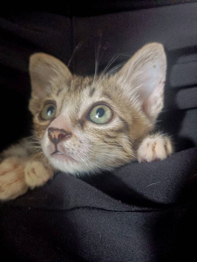 猫图片|宠物猫|猫咪|