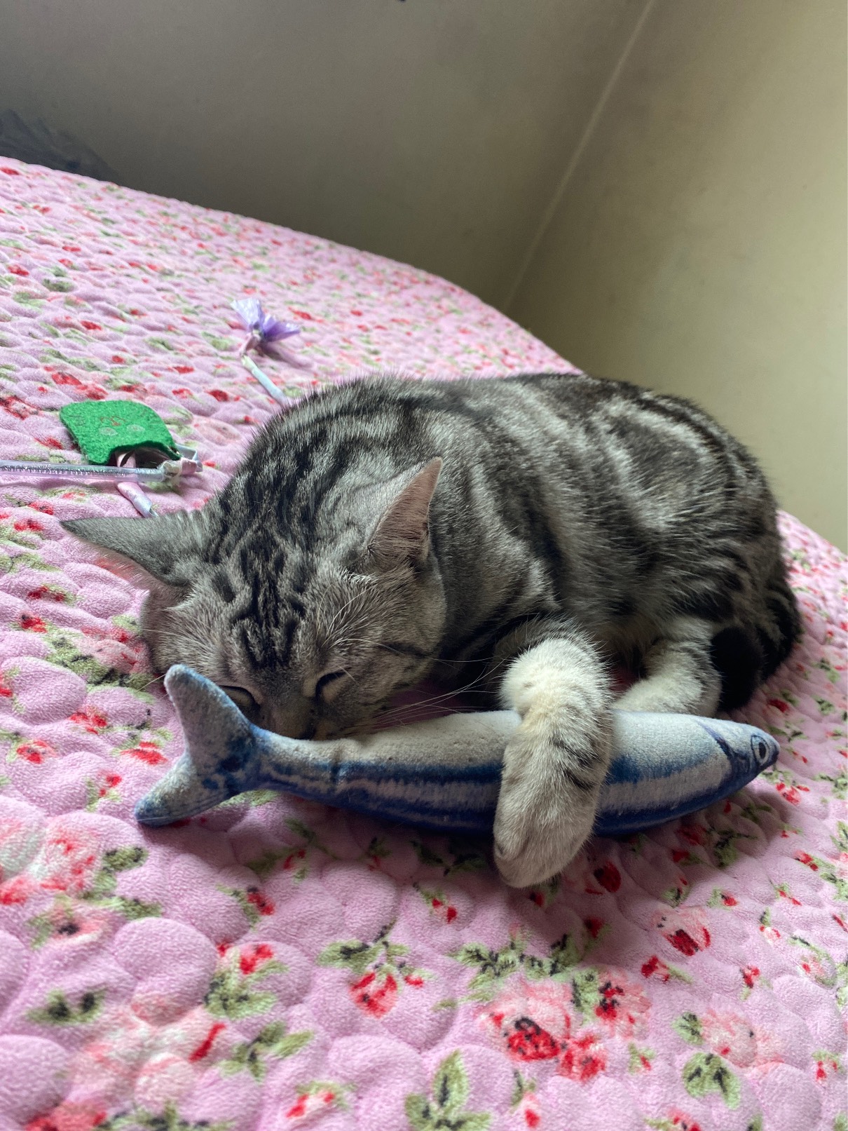 猫图片|宠物猫|猫咪|