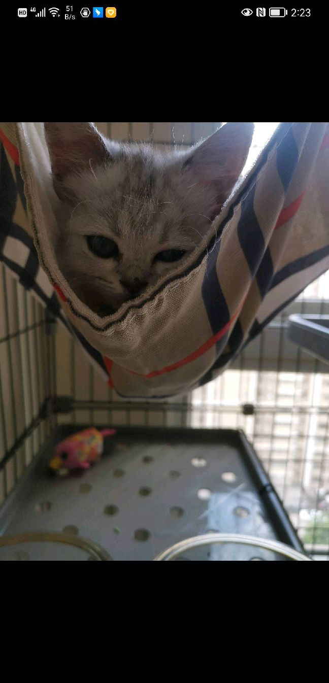 猫图片|宠物猫|猫咪|