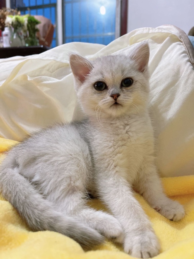 猫图片|宠物猫|猫咪|