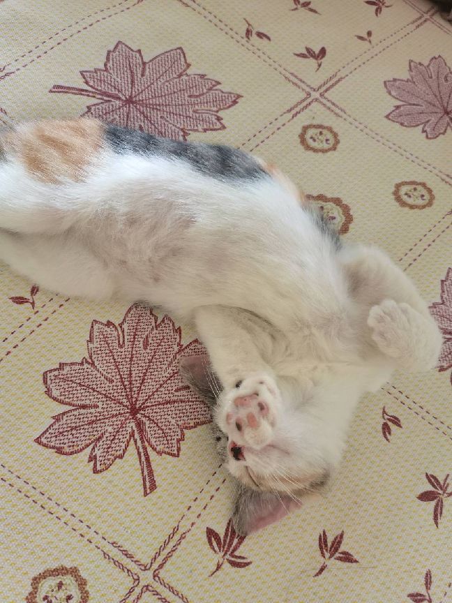 猫图片|宠物猫|猫咪|