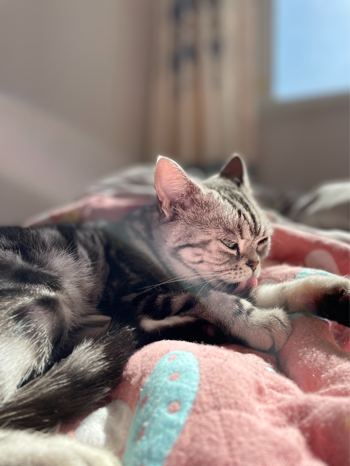 猫图片|宠物猫|猫咪|