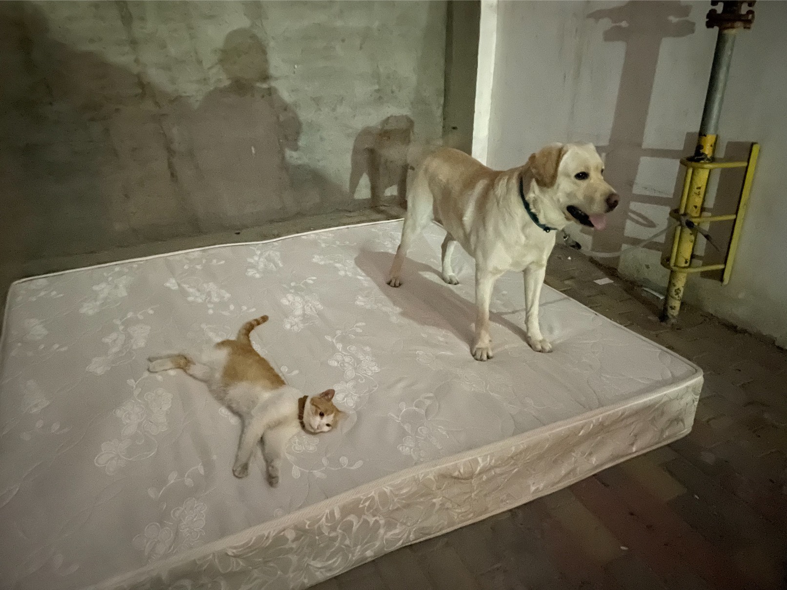 猫图片|宠物猫|猫咪|