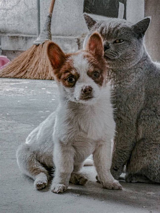 猫图片|宠物猫|猫咪|