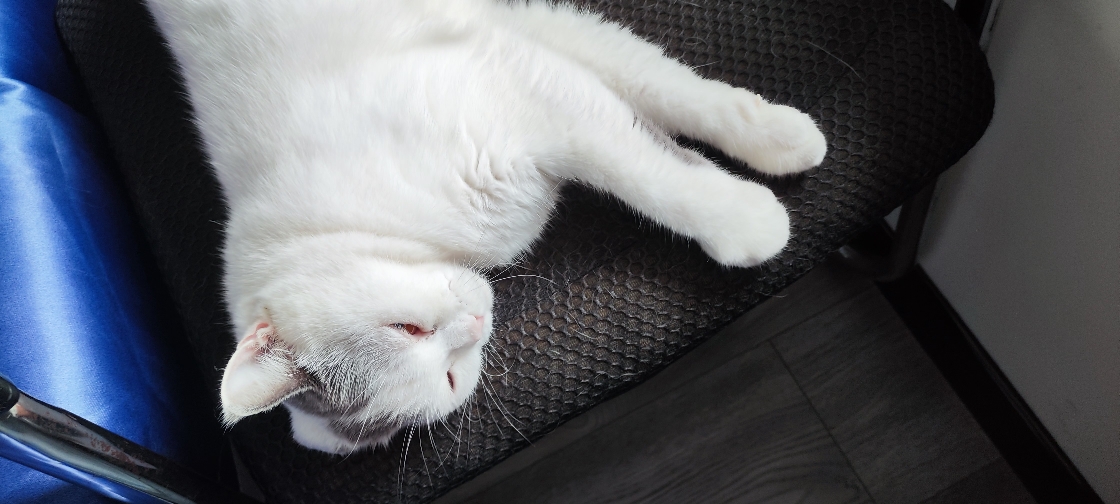 猫图片|宠物猫|猫咪|