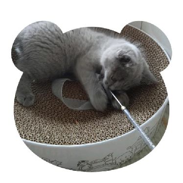 猫图片|宠物猫|猫咪|