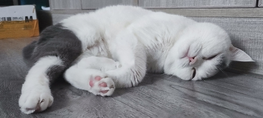 猫图片|宠物猫|猫咪|