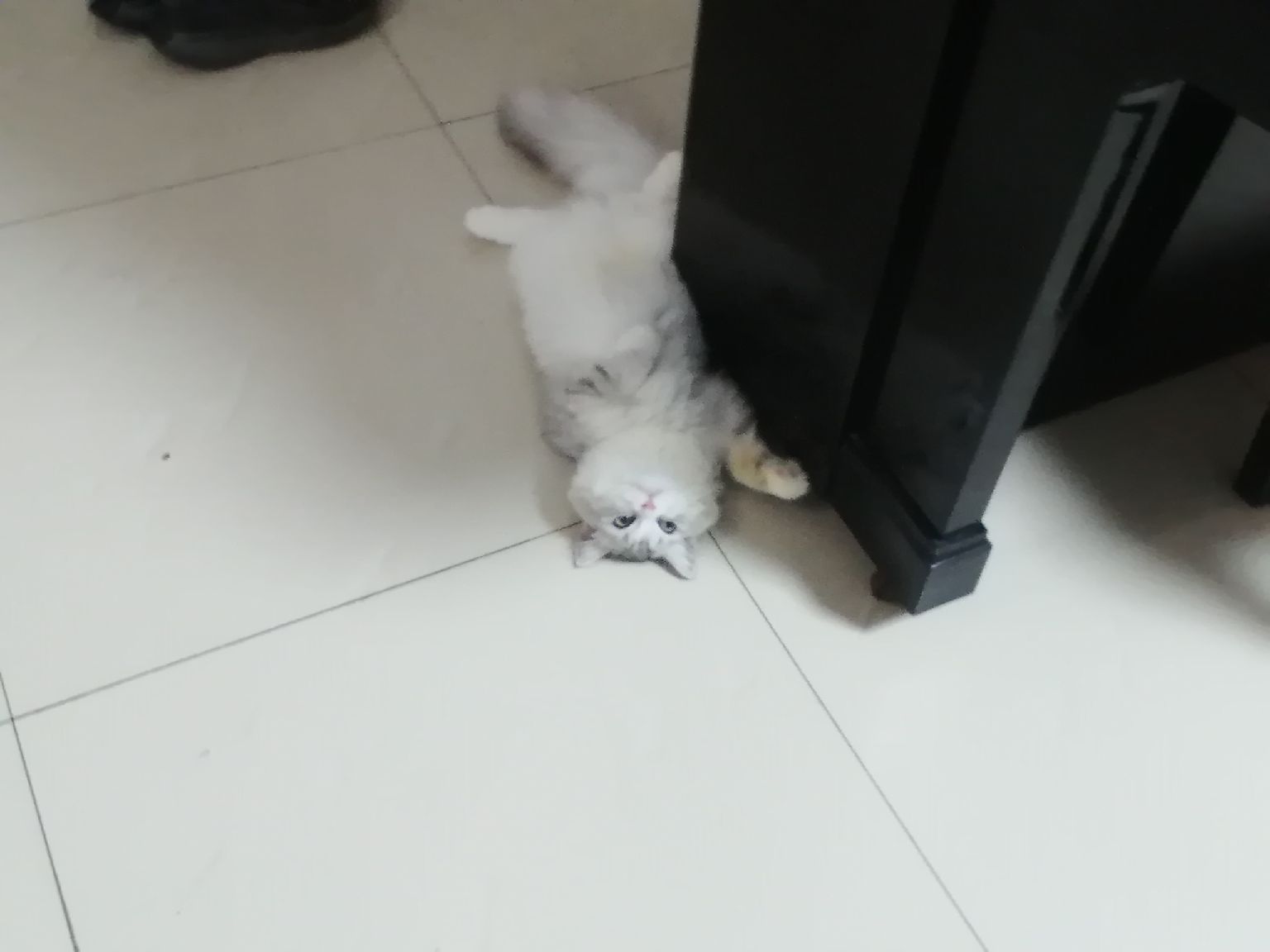 猫图片|宠物猫|猫咪|