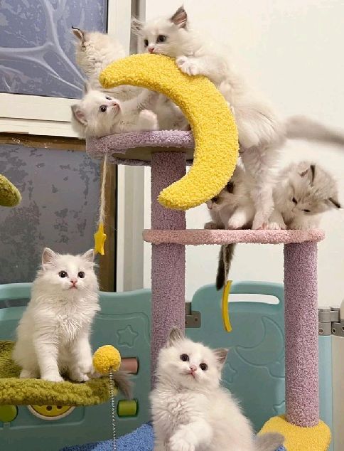 猫图片|宠物猫|猫咪|