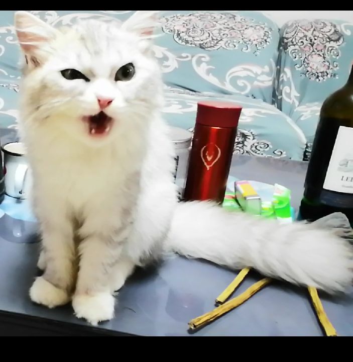 猫图片|宠物猫|猫咪|