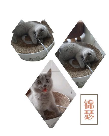 猫图片|宠物猫|猫咪|