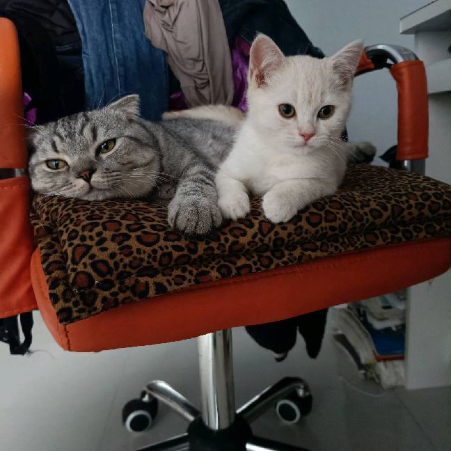 猫图片|宠物猫|猫咪|