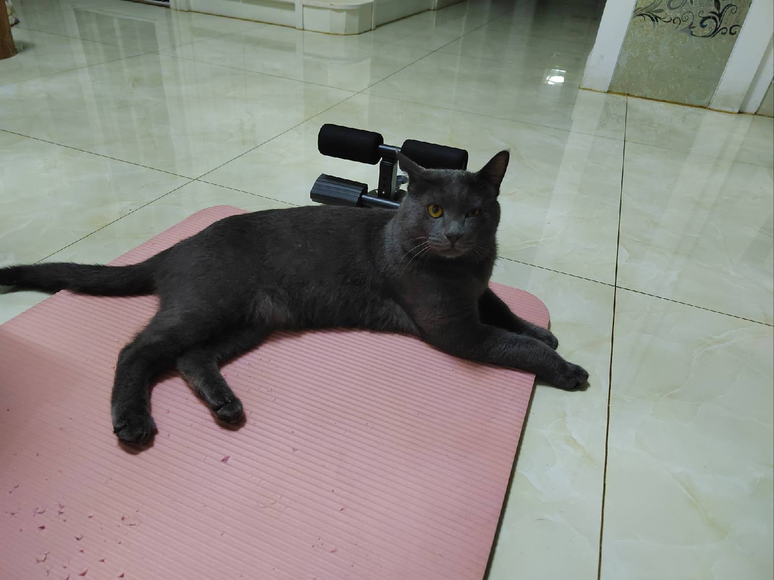 猫图片|宠物猫|猫咪|