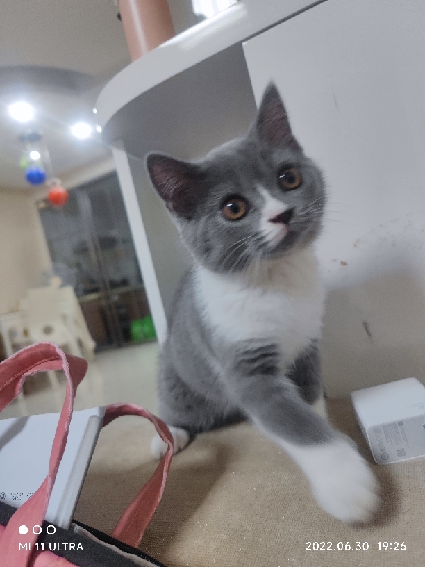 猫图片|宠物猫|猫咪|