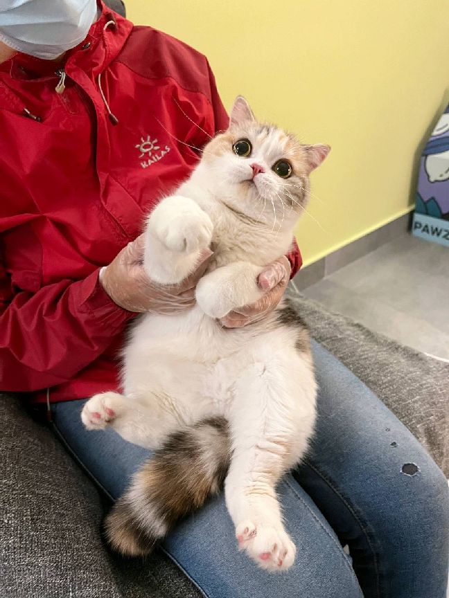 猫图片|宠物猫|猫咪|