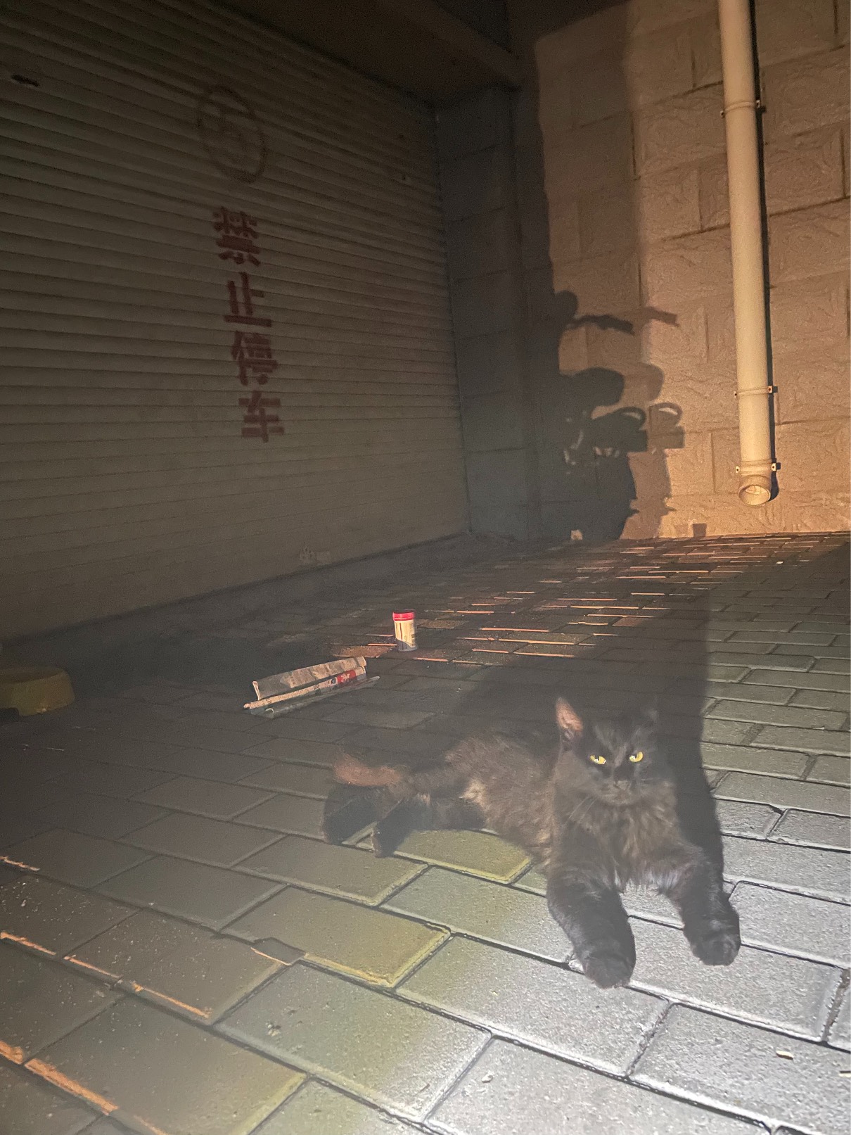 猫图片|宠物猫|猫咪|