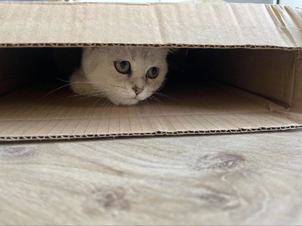 猫图片|宠物猫|猫咪|