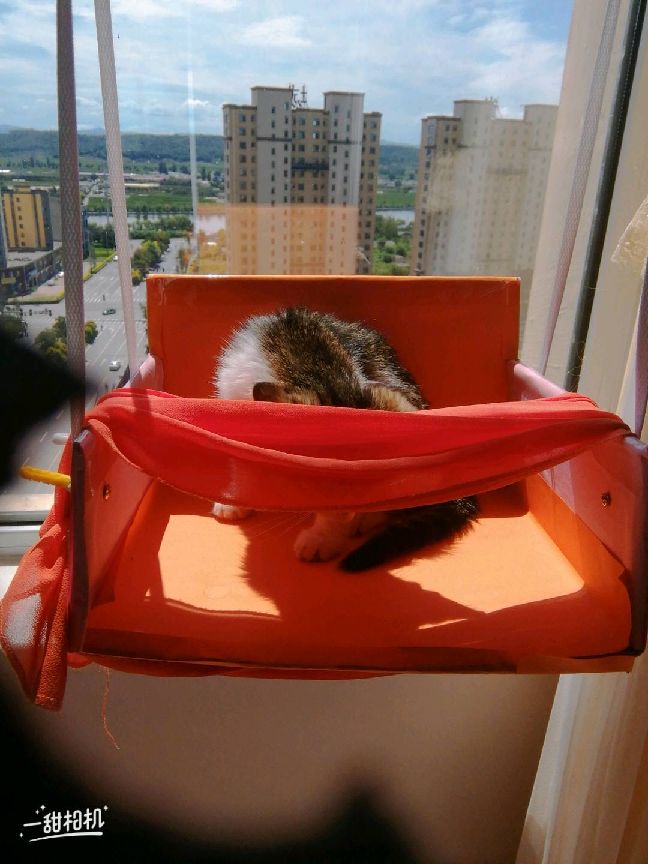 猫图片|宠物猫|猫咪|