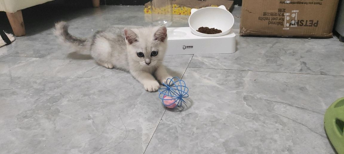 猫图片|宠物猫|猫咪|