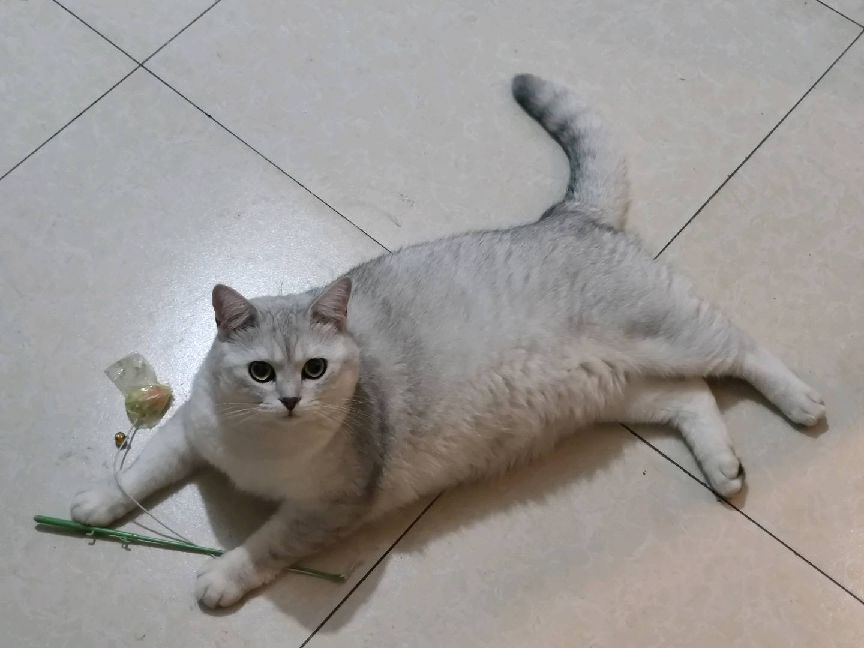 猫图片|宠物猫|猫咪|