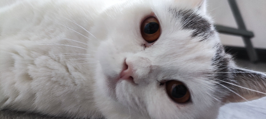 猫图片|宠物猫|猫咪|