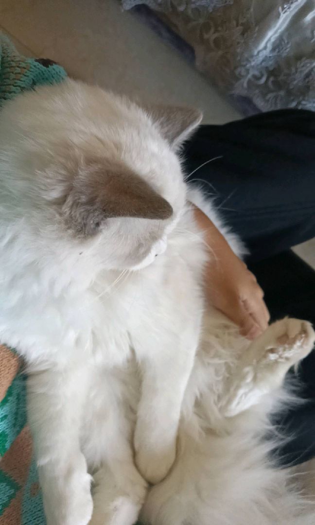 猫图片|宠物猫|猫咪|