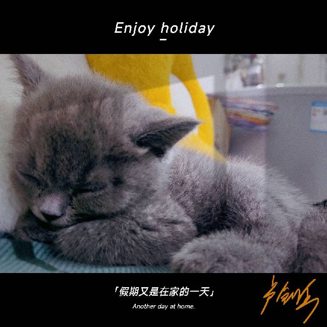 猫图片|宠物猫|猫咪|