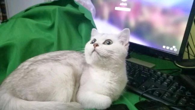 猫图片|宠物猫|猫咪|