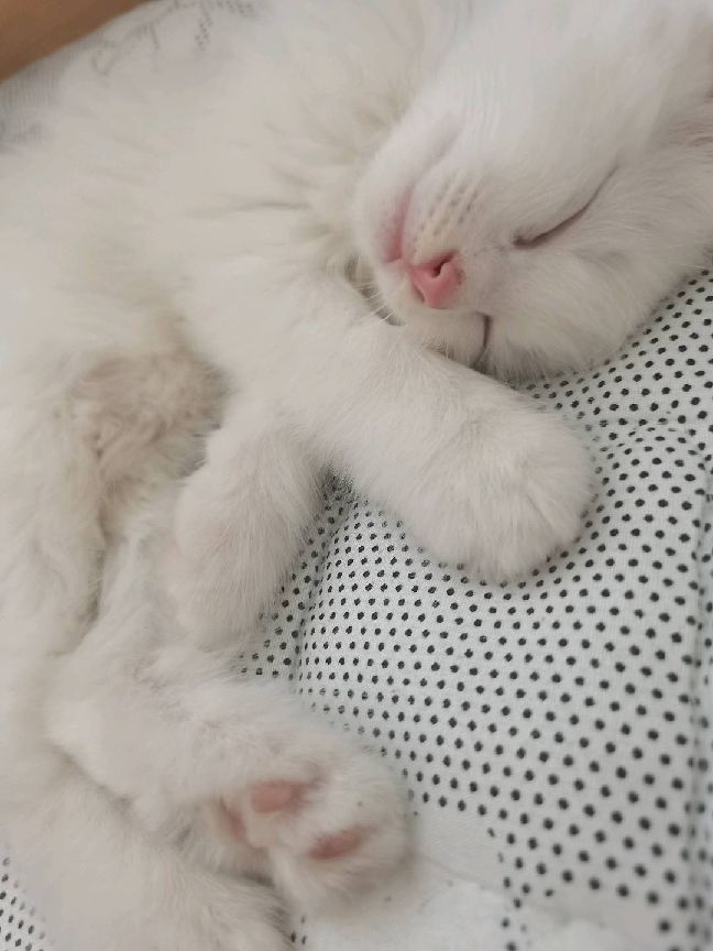 猫图片|宠物猫|猫咪|