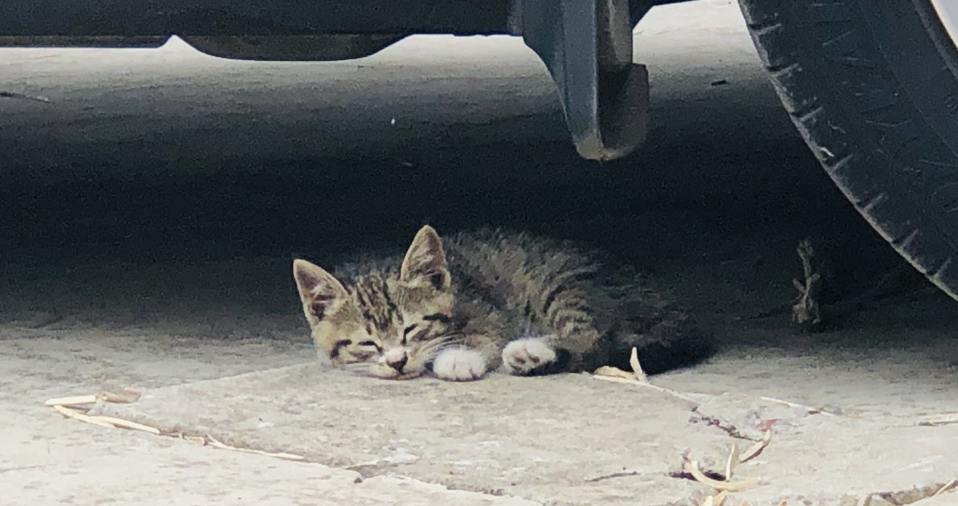 猫图片|宠物猫|猫咪|