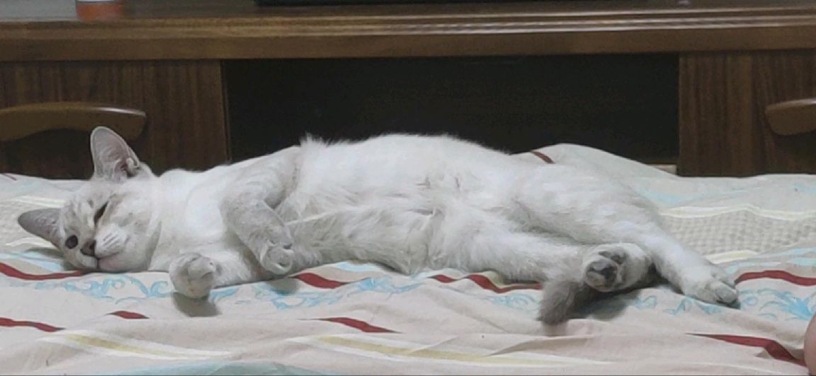 猫图片|宠物猫|猫咪|