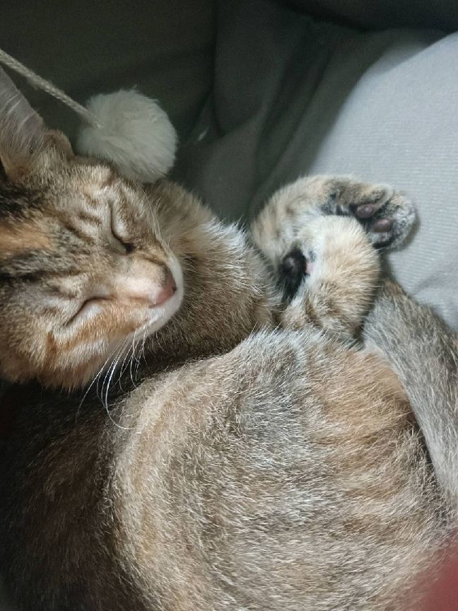 猫图片|宠物猫|猫咪|