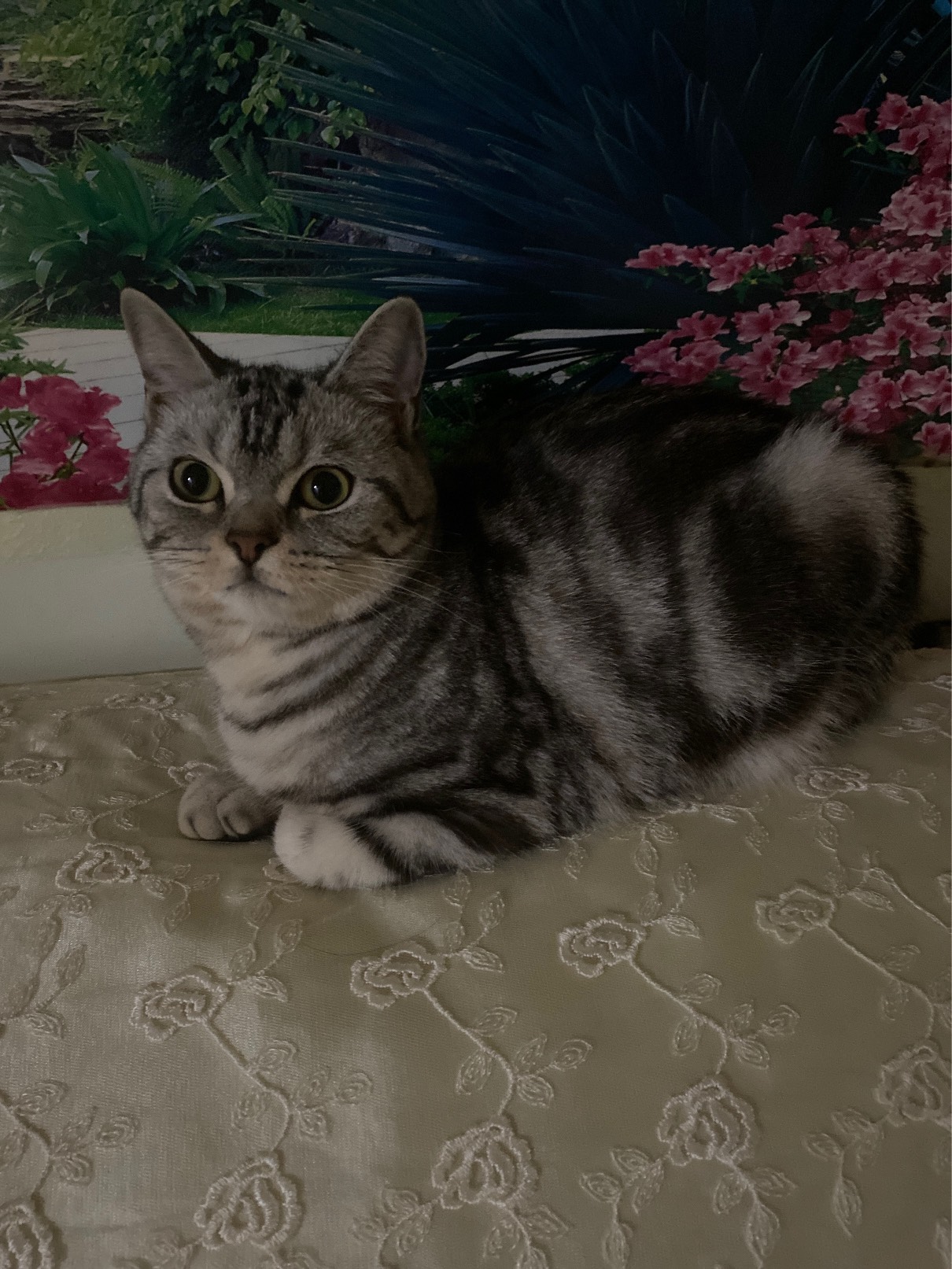 猫图片|宠物猫|猫咪|