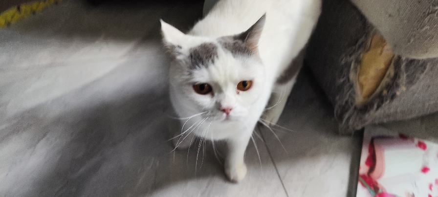 猫图片|宠物猫|猫咪|