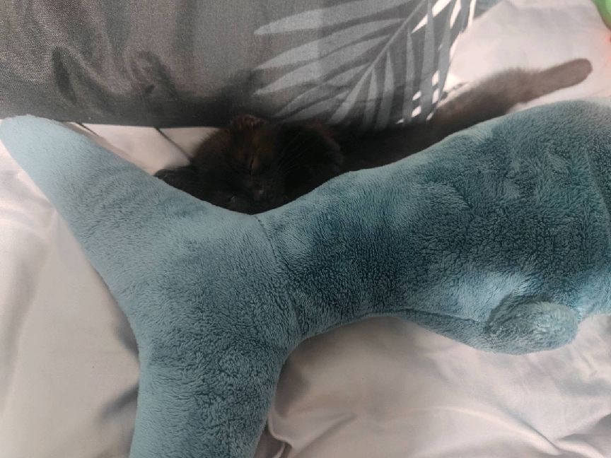 猫图片|宠物猫|猫咪|