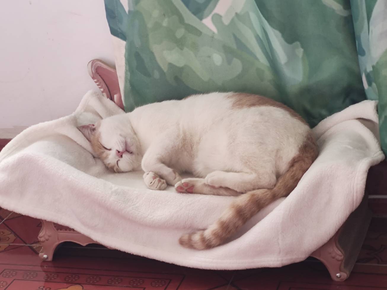 猫图片|宠物猫|猫咪|