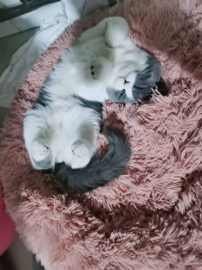 猫图片|宠物猫|猫咪|