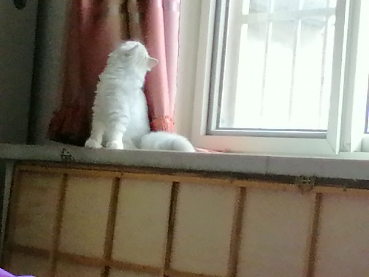 猫图片|宠物猫|猫咪|