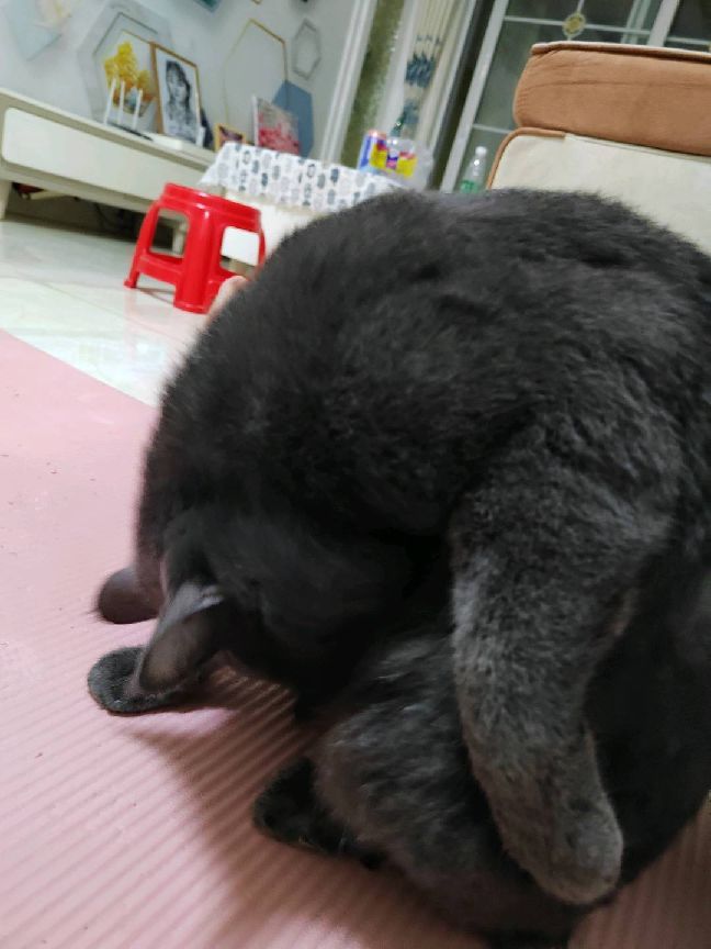 猫图片|宠物猫|猫咪|