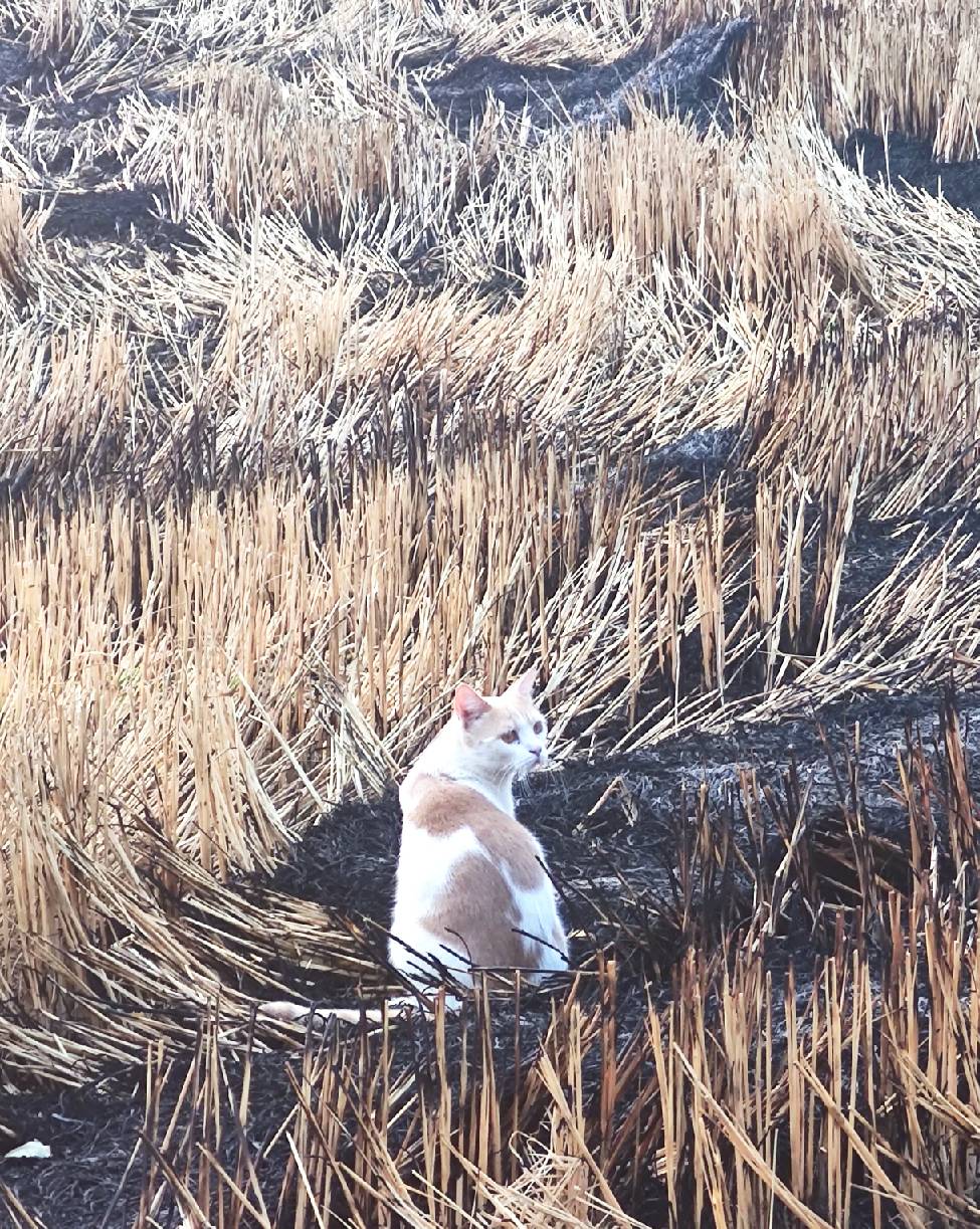 猫图片|宠物猫|猫咪|