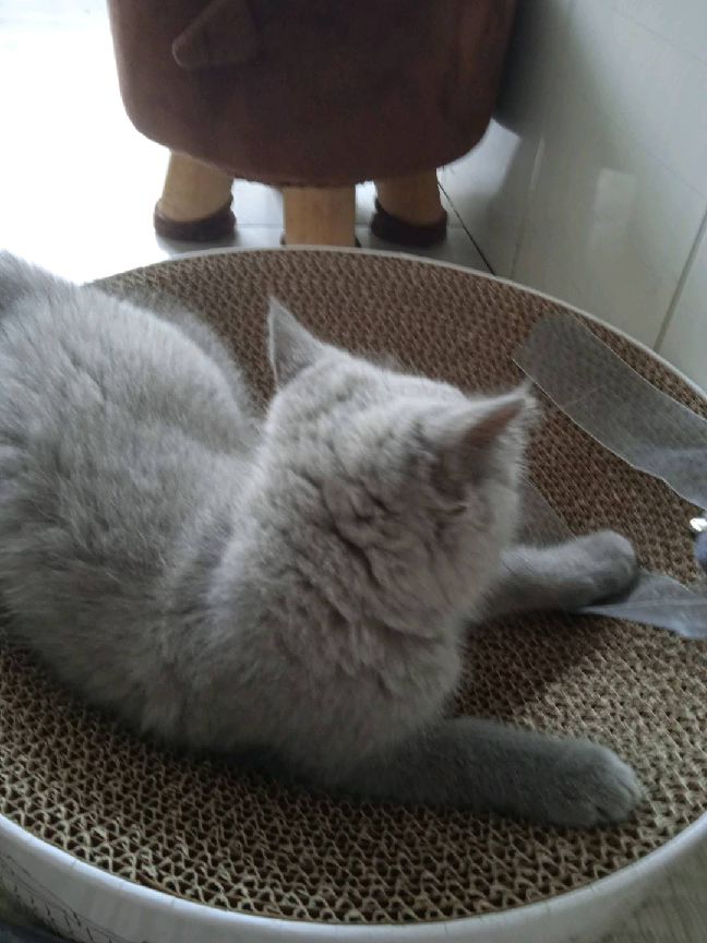 猫图片|宠物猫|猫咪|