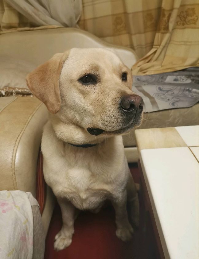 猫图片|宠物猫|猫咪|