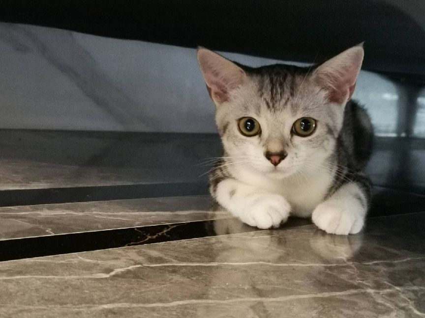 猫图片|宠物猫|猫咪|