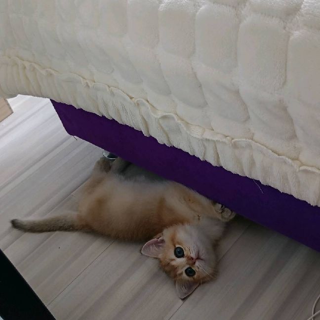 猫图片|宠物猫|猫咪|